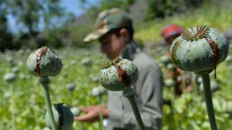 الأمم المتحدة: ازدهار زراعة خشخاش الأفيون في أفغانستان مع ارتفاع الأسعار